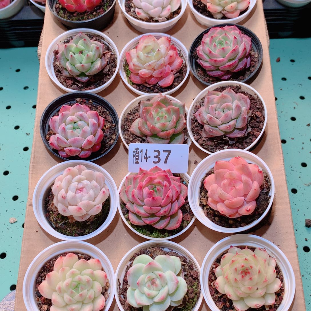 14-37一物一拍多肉带盆18颗
