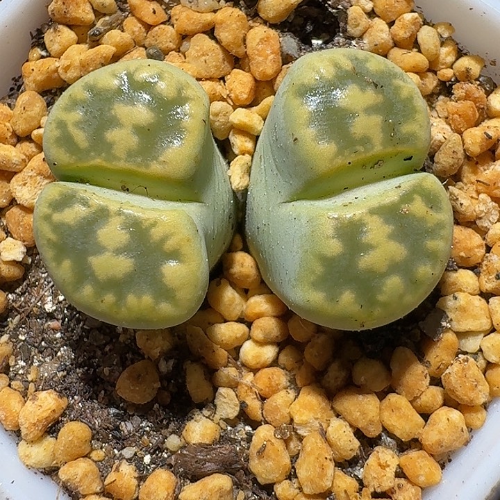 生石花121222。  376