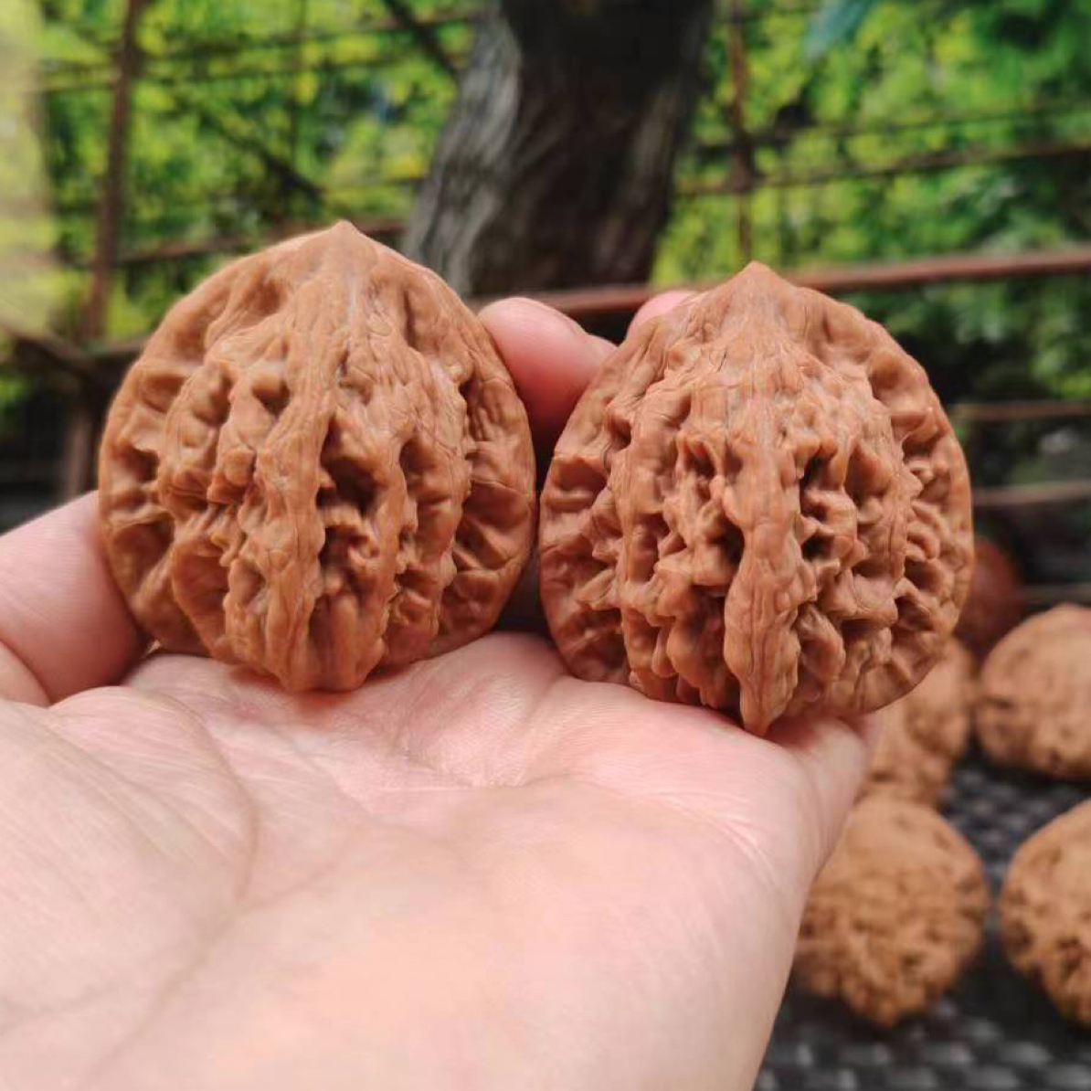 2025年百年老树堂虎 树王（2） 宽45