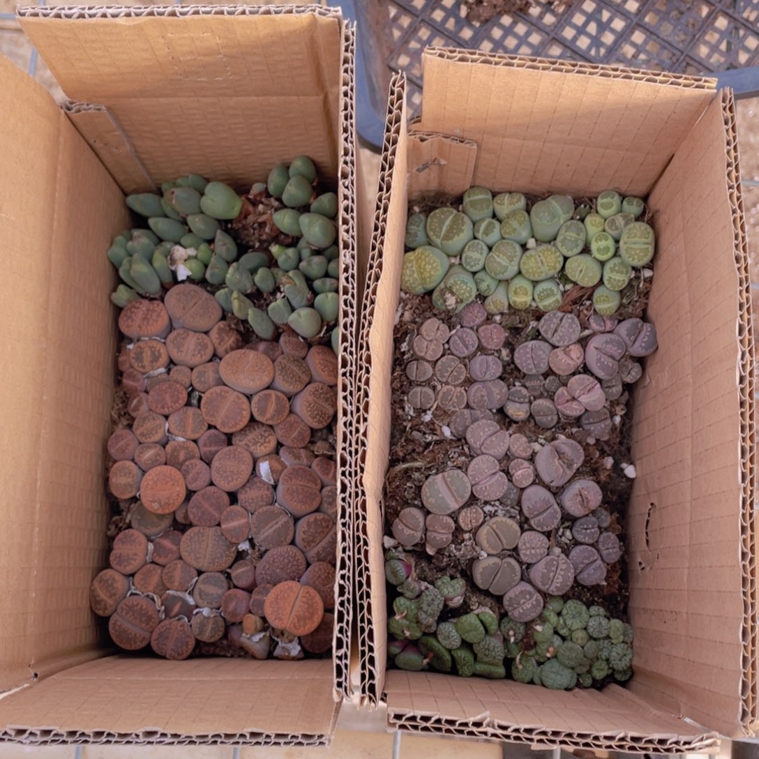 一箱拼箱88888888888