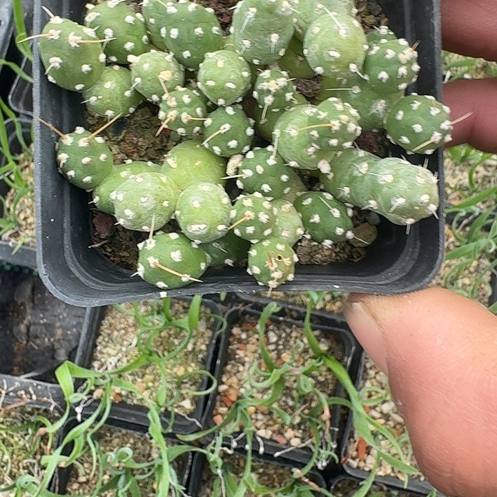 罗西安哪团扇1颗发货