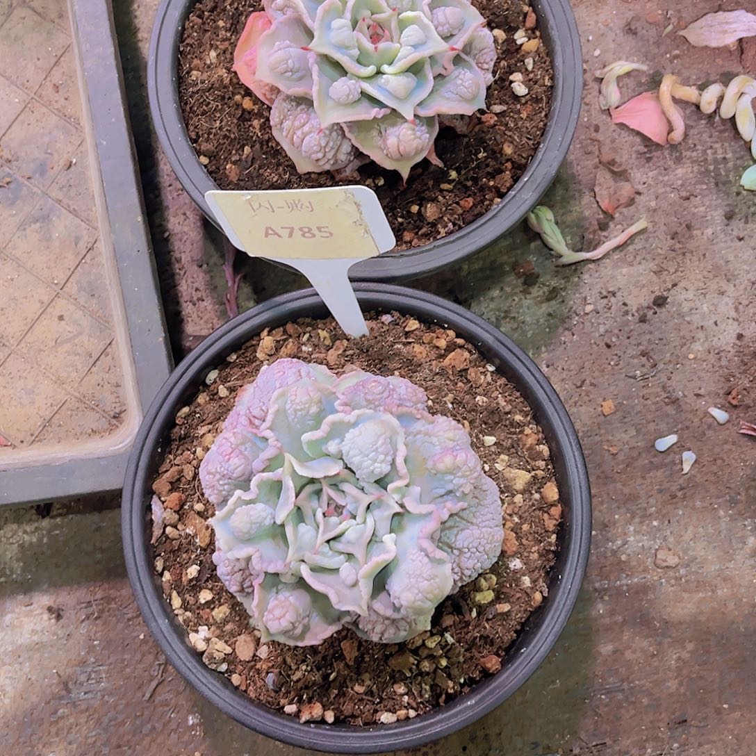 夏***1饺子皮Ａ860–Ａ785号2颗一物一拍