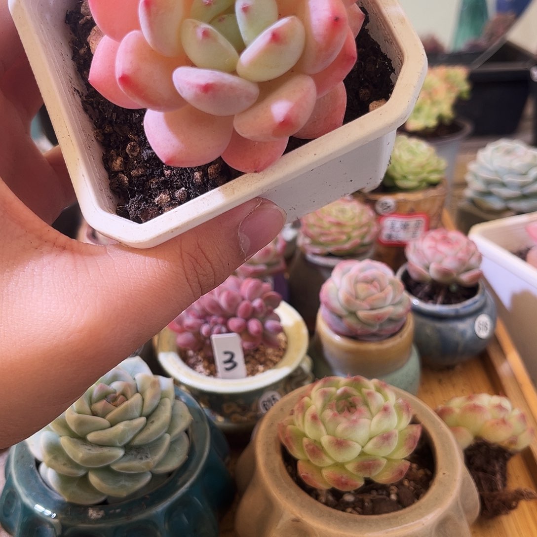 某***人瑶台仙子一物一拍