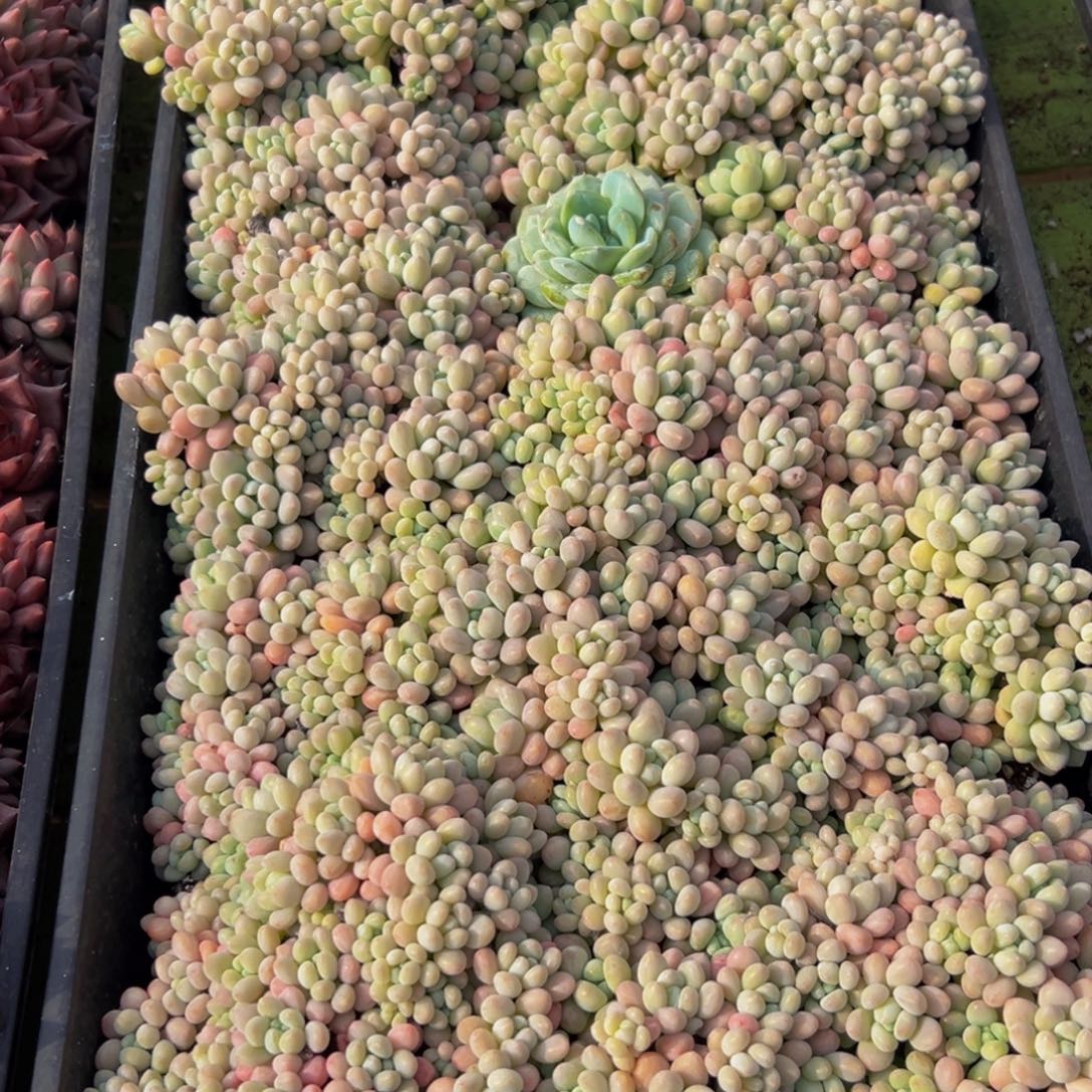 712多肉葡萄的味道是真的很