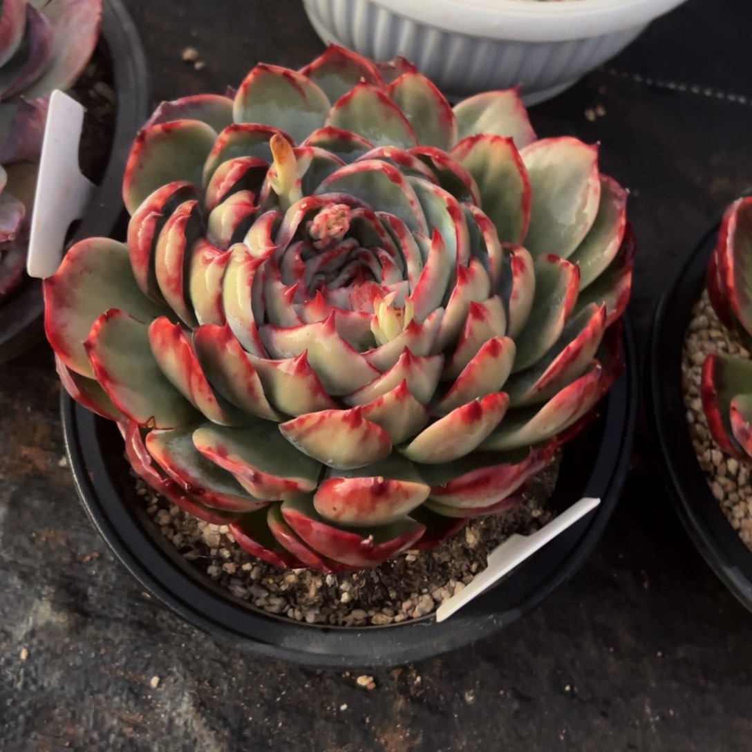 丽***丽哈哈哈哈哈哈哈哈哈