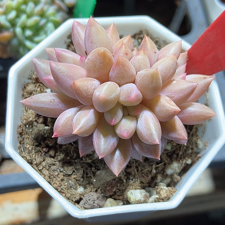 多肉植物车厘子1738