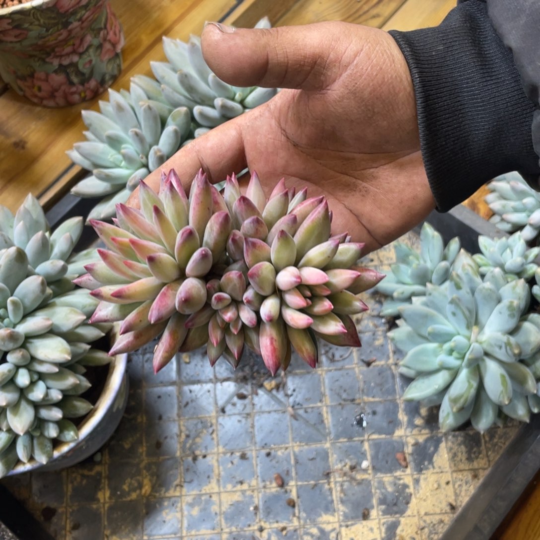 彩体虞美人大群多肉植物