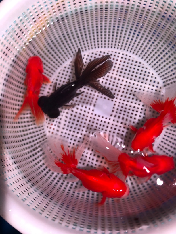 元宝泰狮龙睛狮子头龙睛好养耐活冷水淡水观赏鱼金鱼鱼苗多种品种