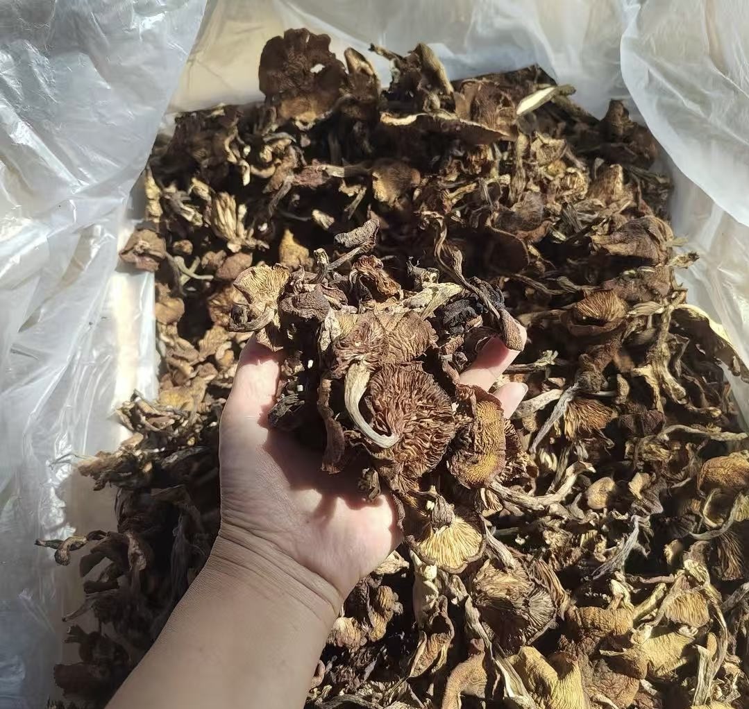 东北野生小黄蘑自然晾晒干货适合炖蘑菇