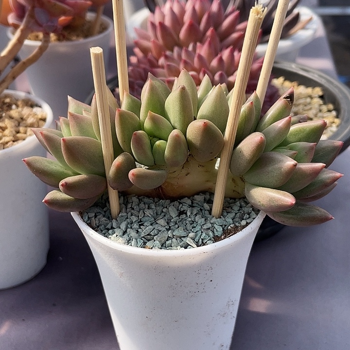 小***H多肉植物颜值发货