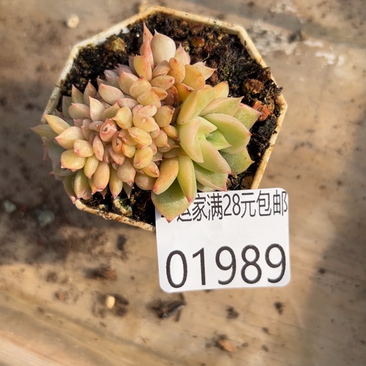 幸运儿是一位非常幸运