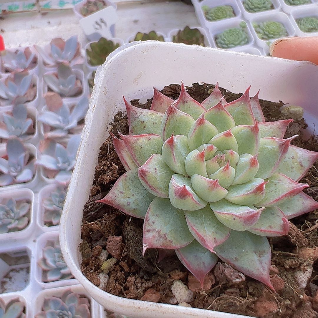 梦瑶19包邮多肉植物