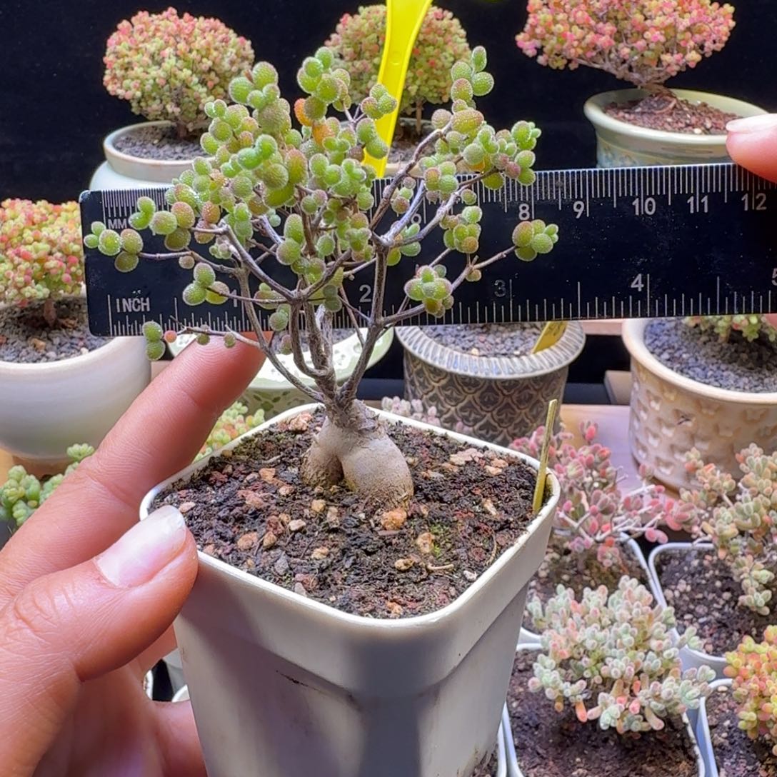 *****a6号嫁接金桔冠服7厘米左右