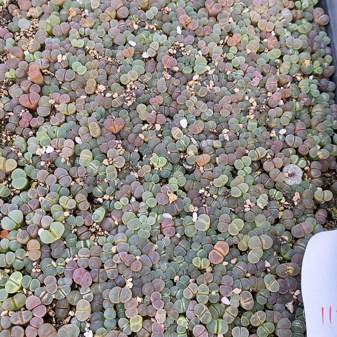 1160编号彩风铃2筐。    