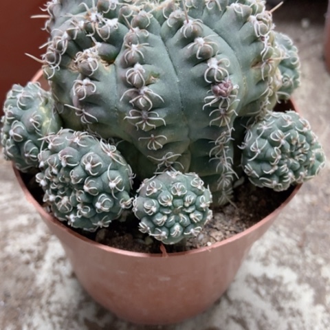 猫爪仙人球10米仙人球