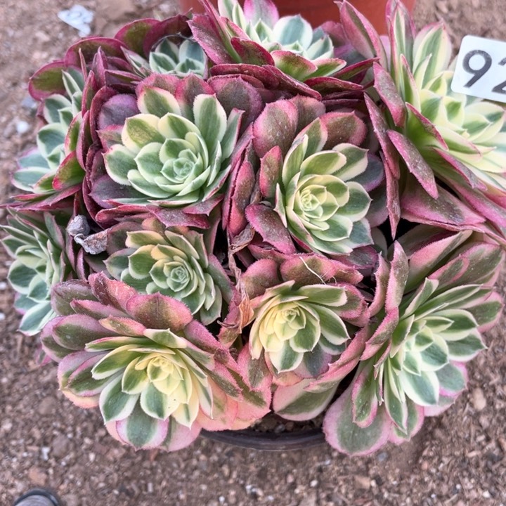 923多肉植物玉姿