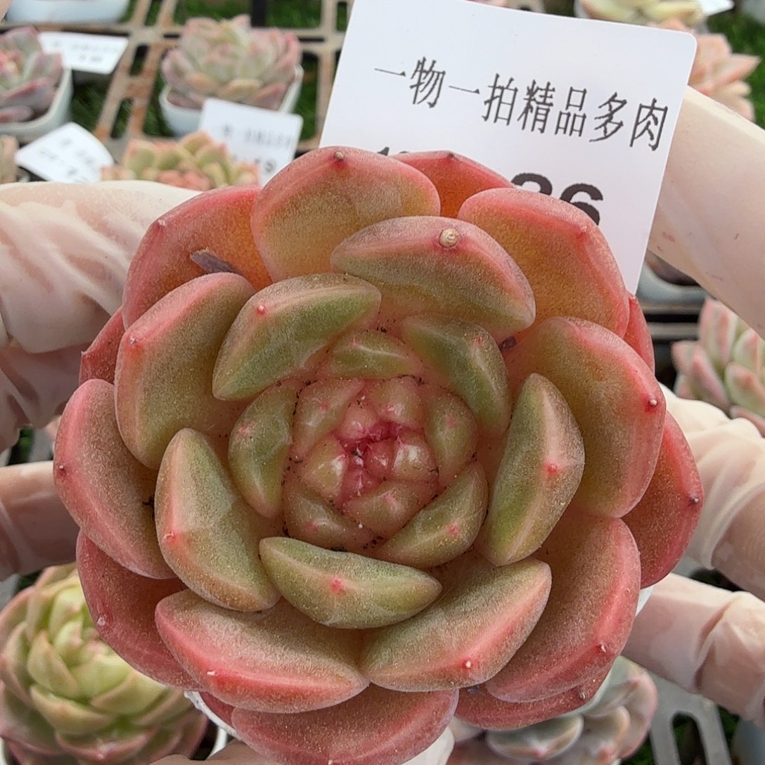 1218-26多肉一物一拍