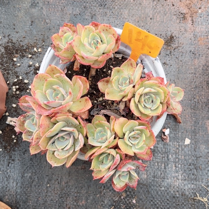 晨语多肉一物一拍140