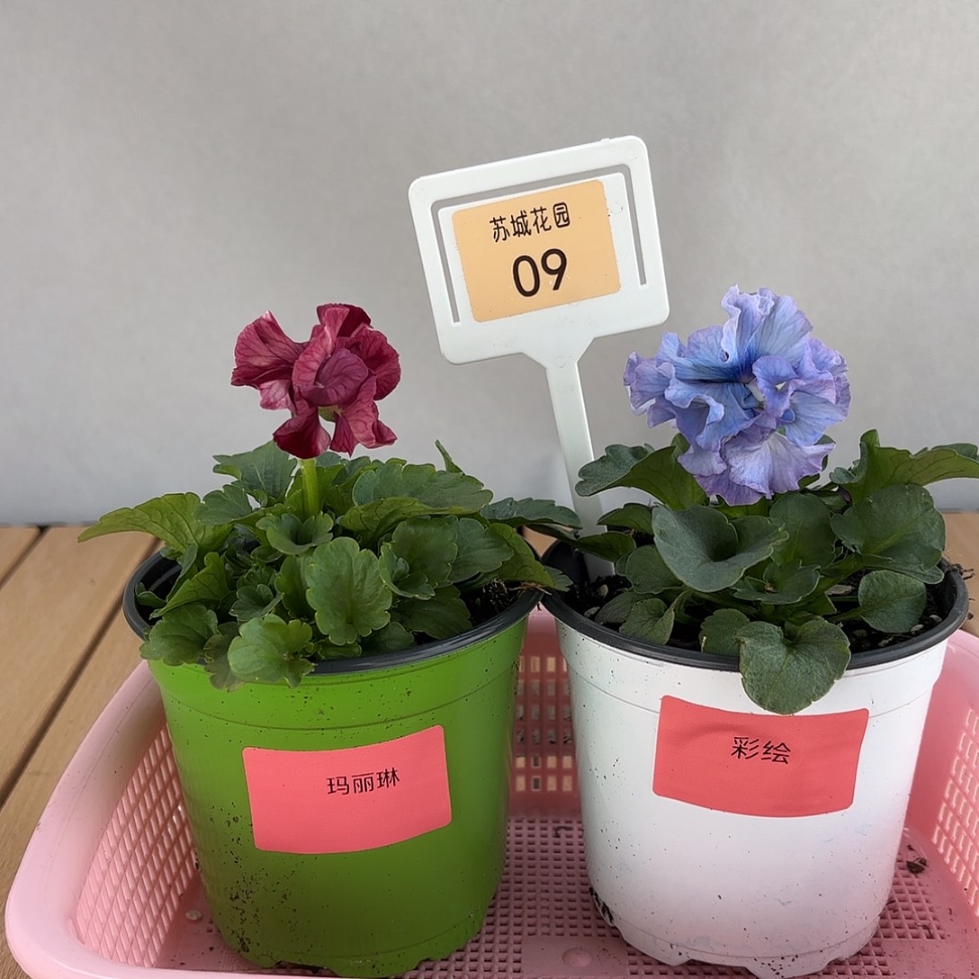 大部分开放少量花苞09