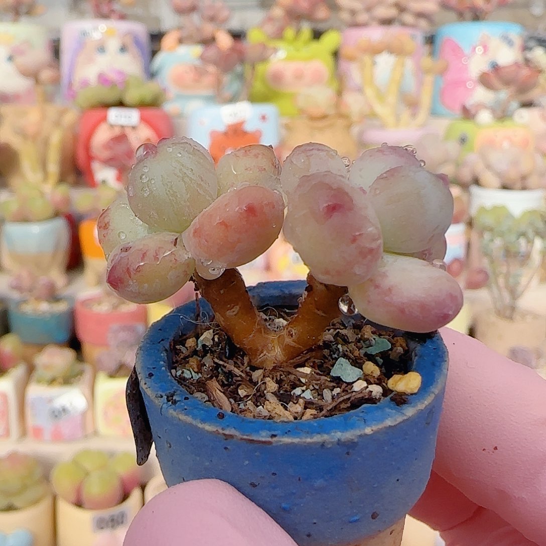 仙女彩虹奶 盆口2.5cm