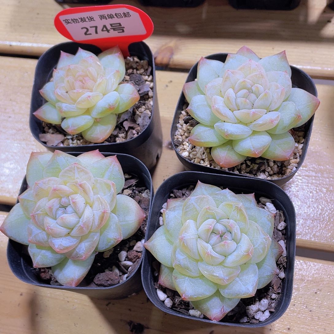 274号 钻石冰透珍妮一颗