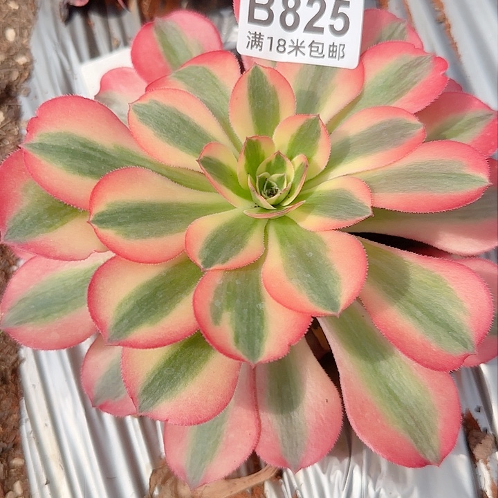 多肉法师淘宝福利