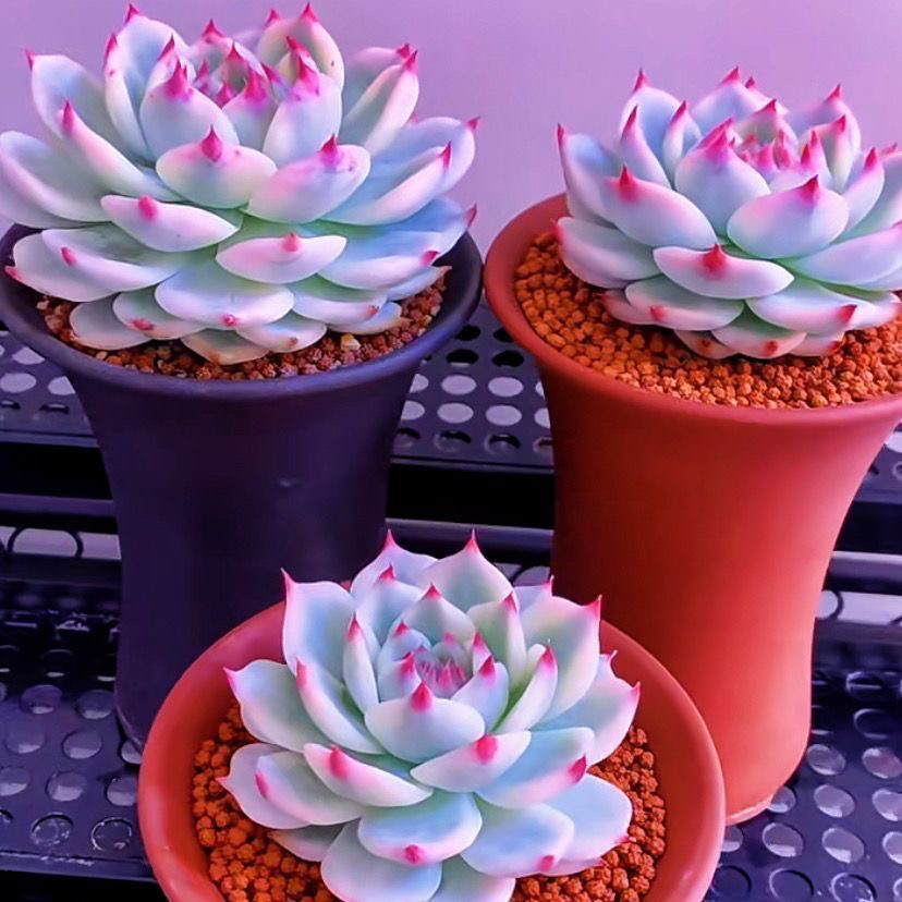 【满 9.9 包邮】吉娃娃锦 6.5cm多肉植物自然锦好养   直播间为准