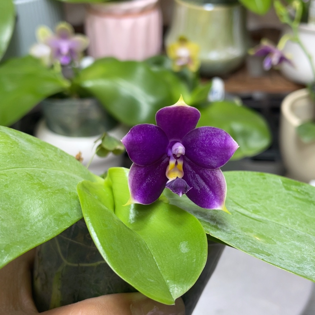 完全开放11111111111111