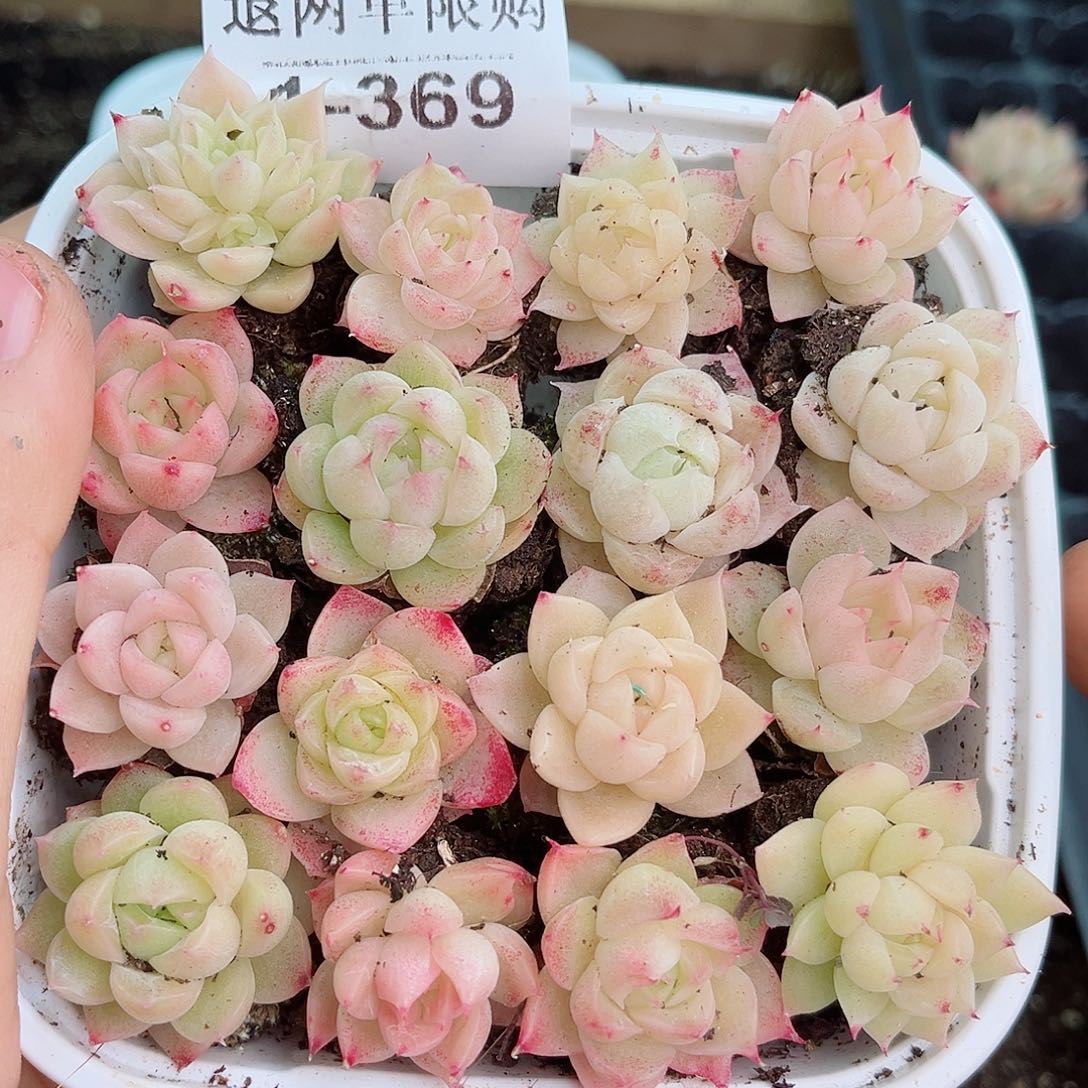 1-369 新疆西藏内蒙不发12.8包邮2-3公分多肉