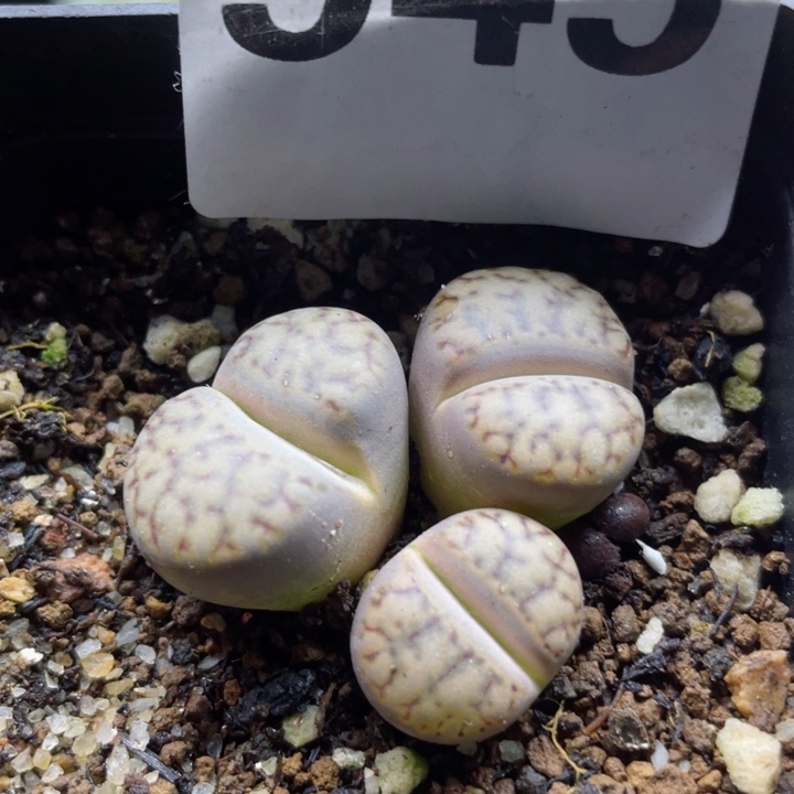 545枳榴玉群3头带盆