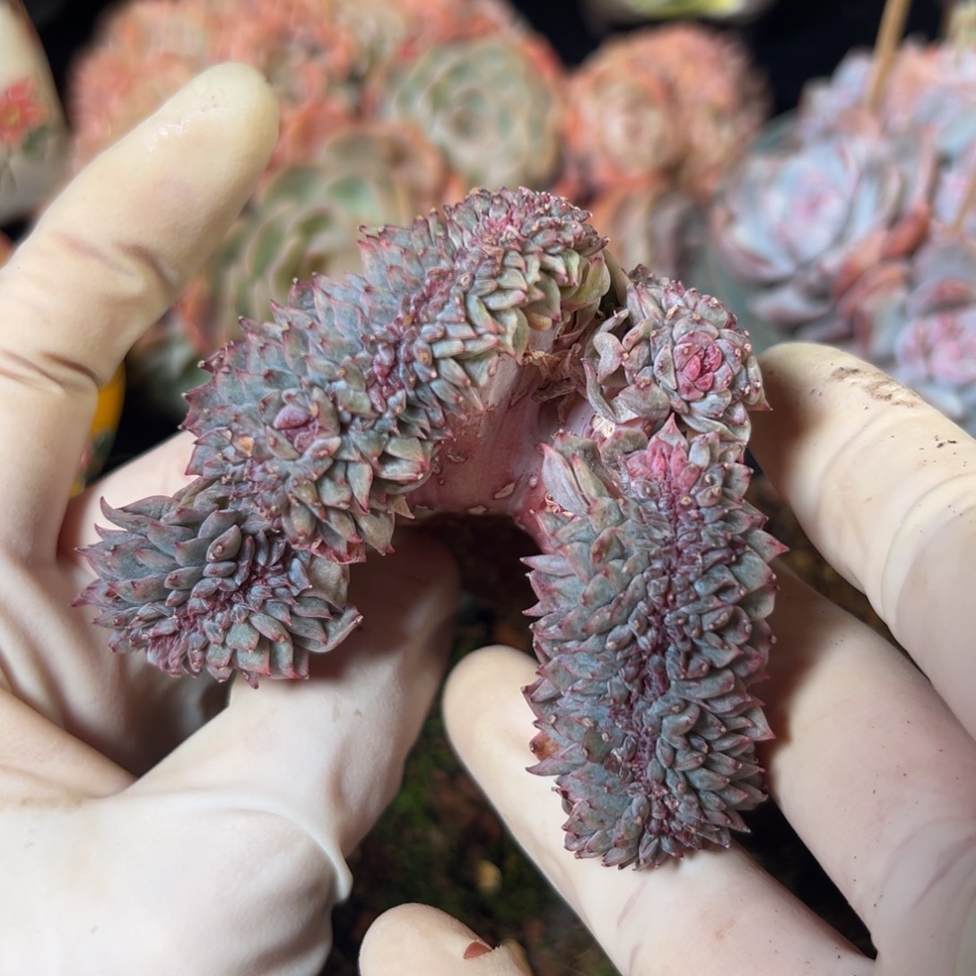 已***吧有瑕 新年快乐 处理 新年快乐