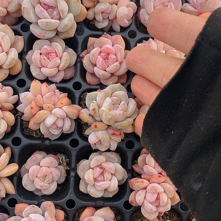 225 多肉植物盆栽花卉植物