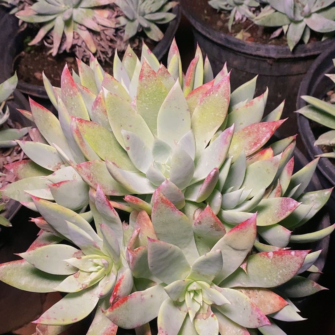 【闪购商品】哈哈哈哈牡丹雪山1306多肉