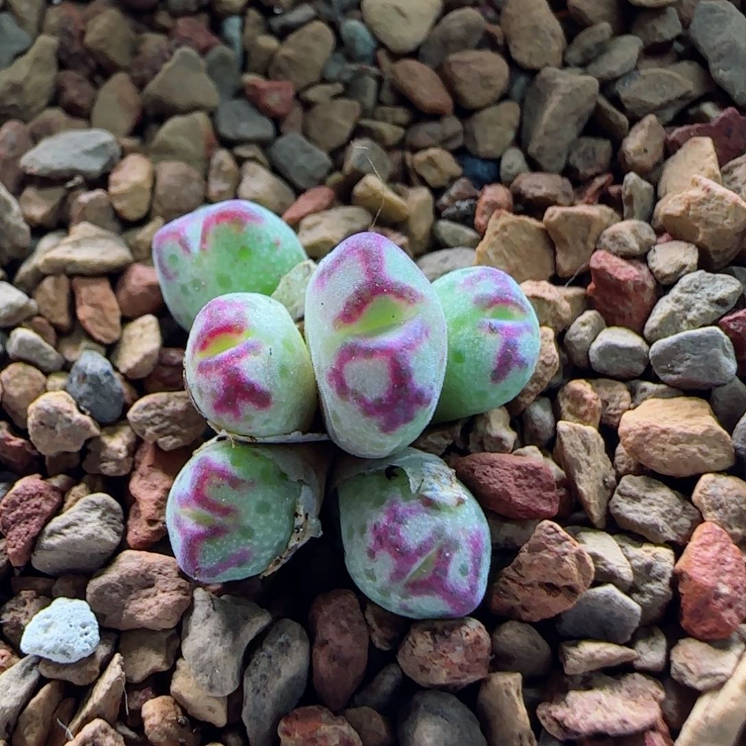 1-18-6-1当天满58包邮精品杂交0.7cm多肉脱土