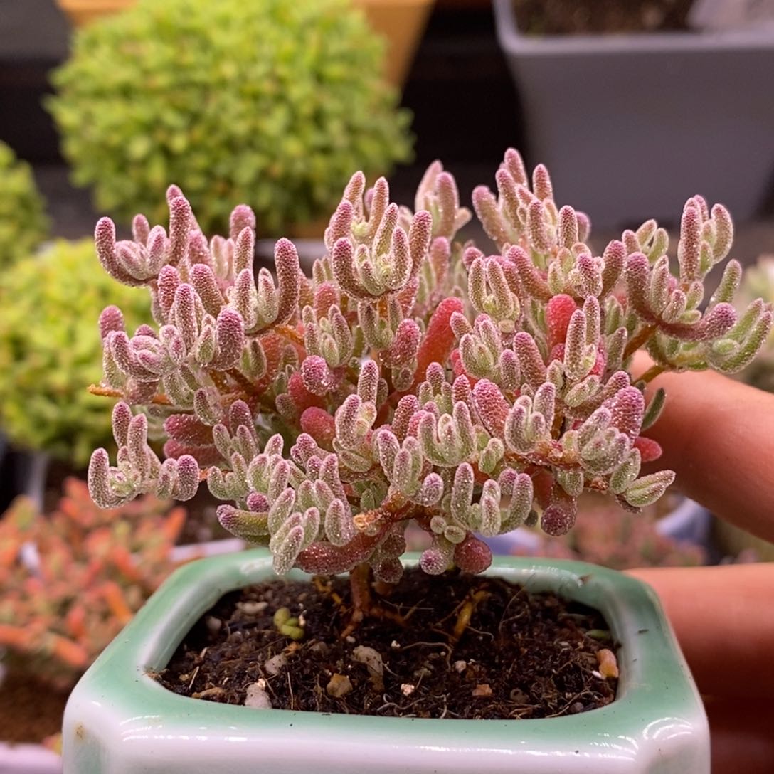 40冰紫（带盆。 ）。 