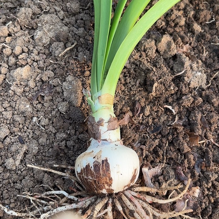 汤姆包对版二号单球