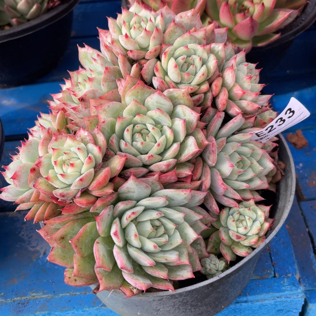 无花朵若如东云单拍E233