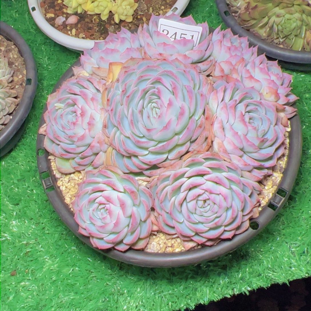 英侧影2451多肉植物