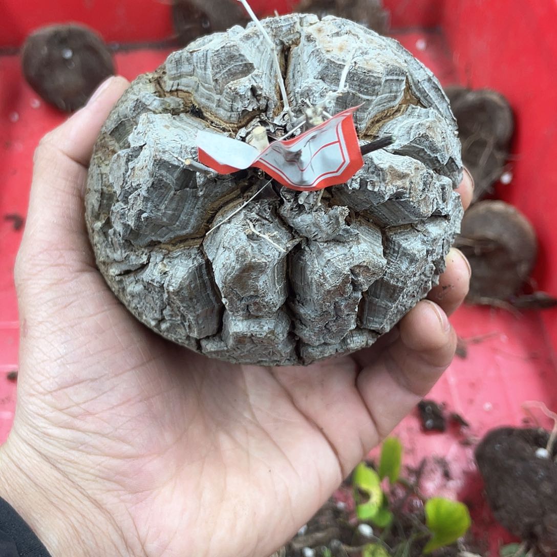 龟甲龙一物一拍1689号10cm