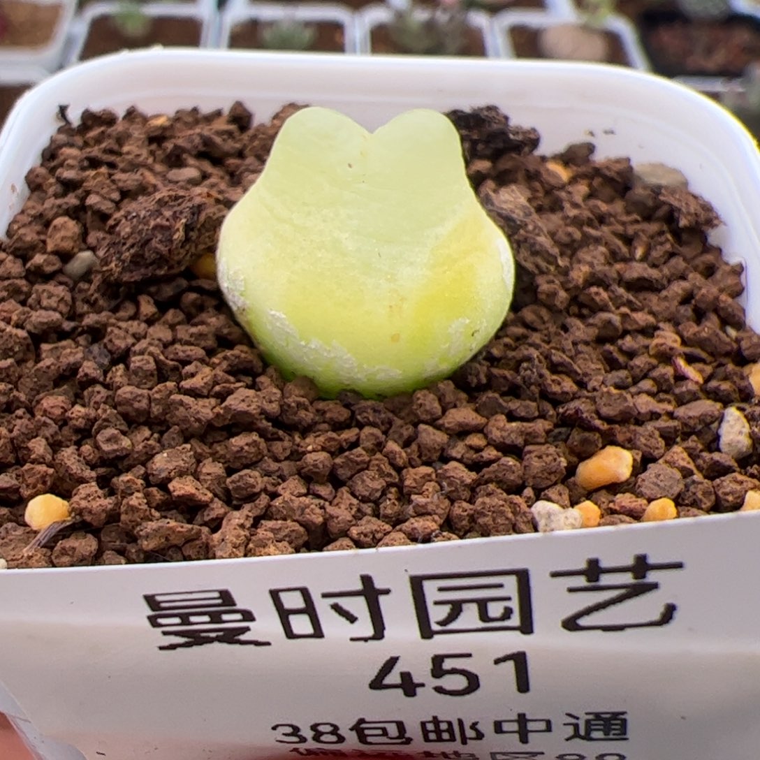 咻****3451号拉登福利2.11多肉