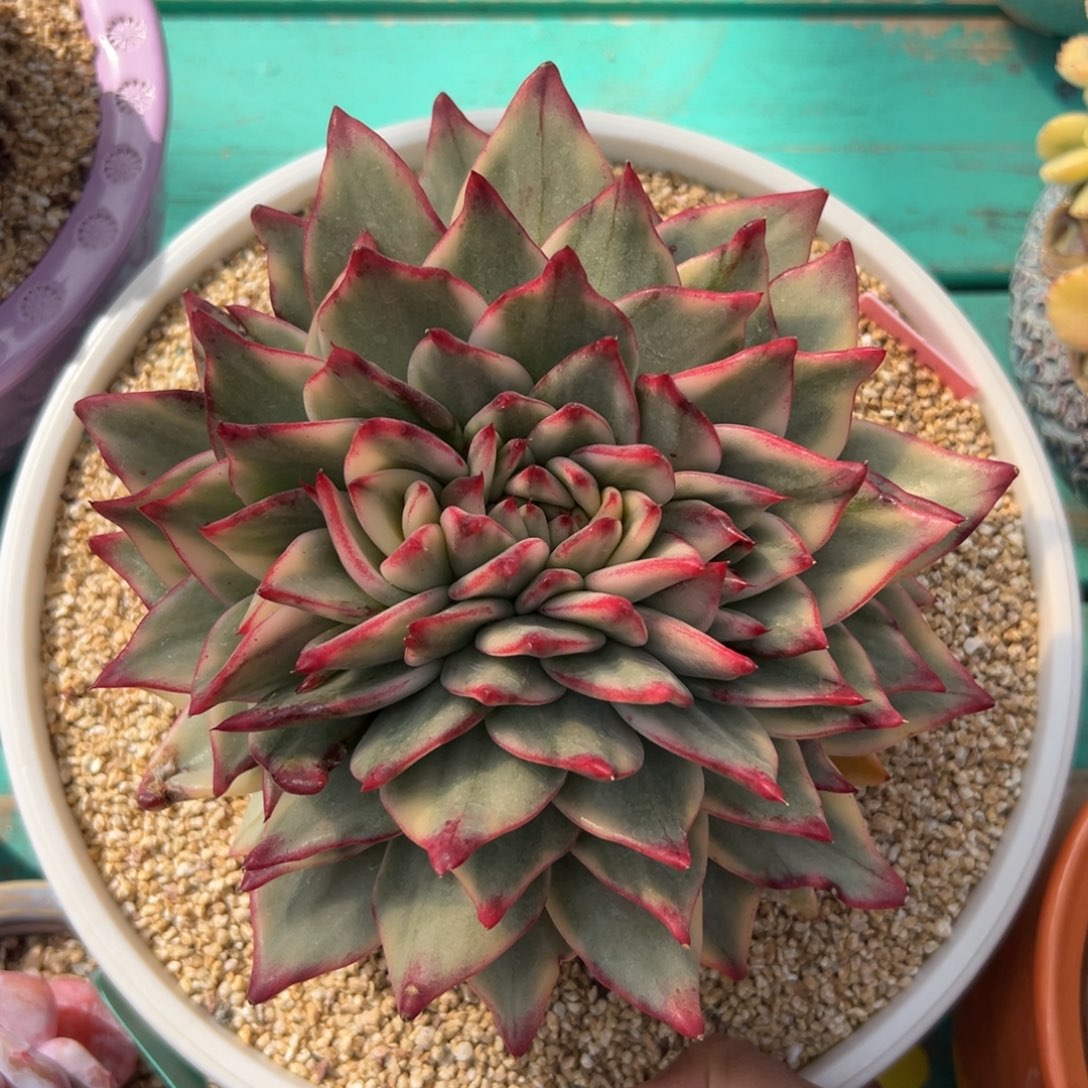 多肉一物一拍0219-锦