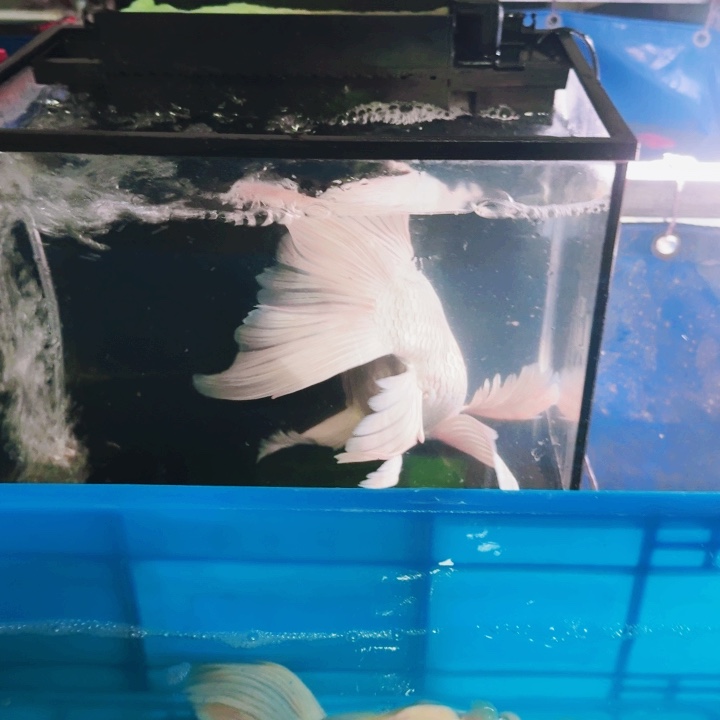 向***活海水鱼蝴蝶鲤包邮80