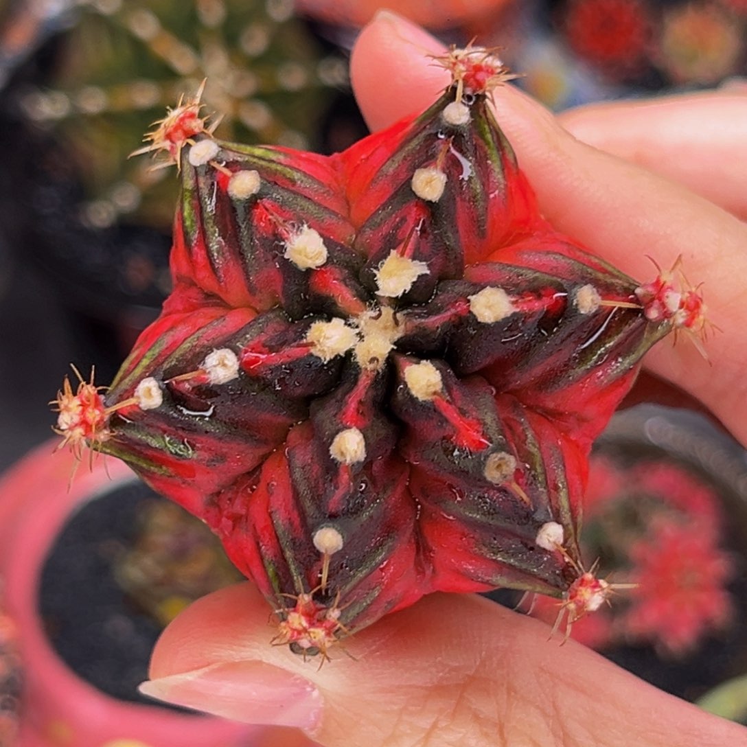 六棱六腹棱 米哈仙人球