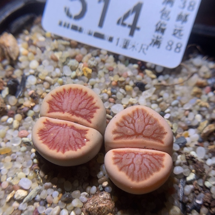  精品生石花28.514