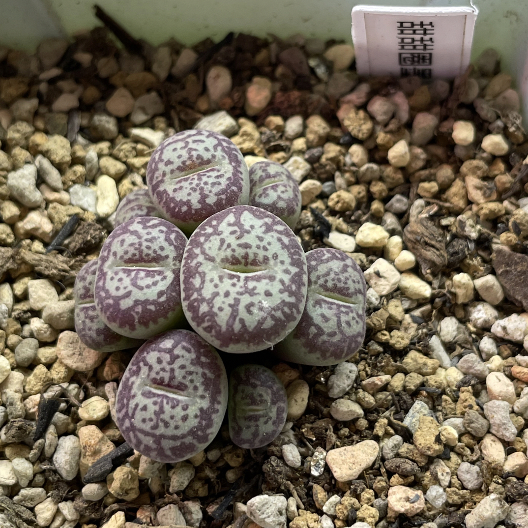 甜甜圈纹墨杂链接