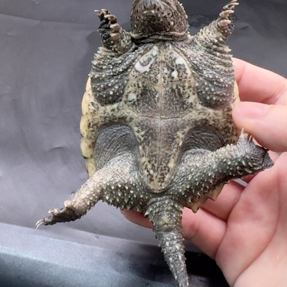 宠物龟不分公母111