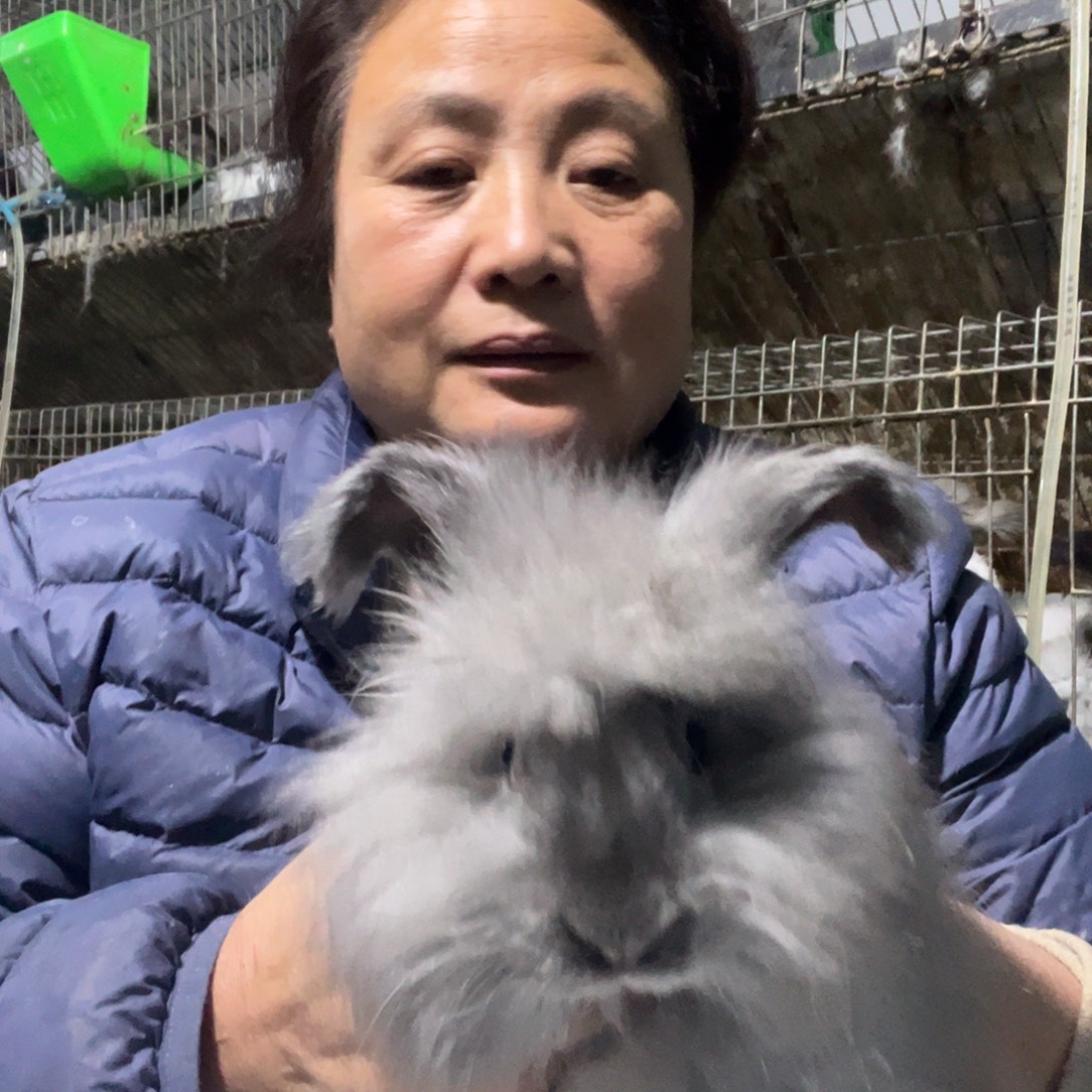 蒙***奇双血统英系安哥拉兔
