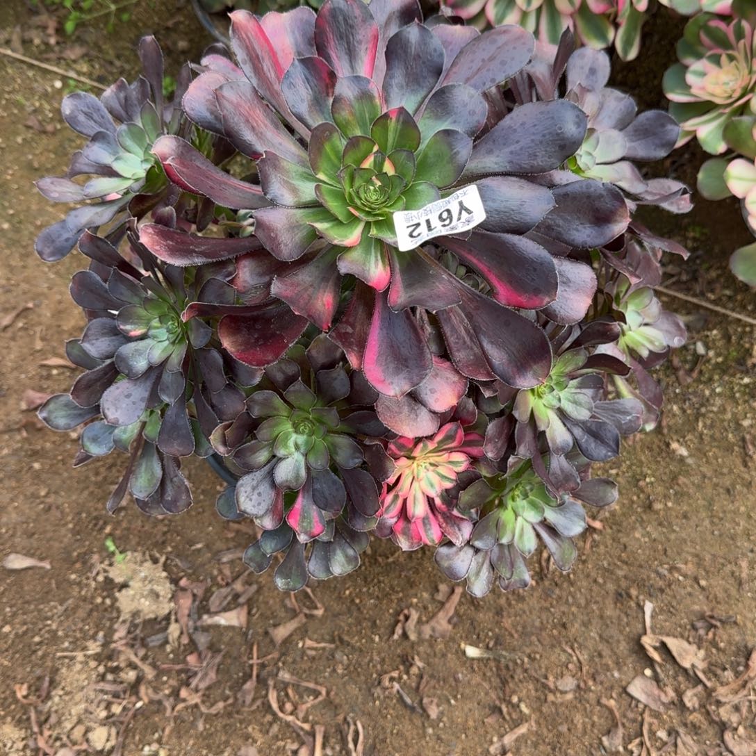 612花蝴蝶官服28左右2