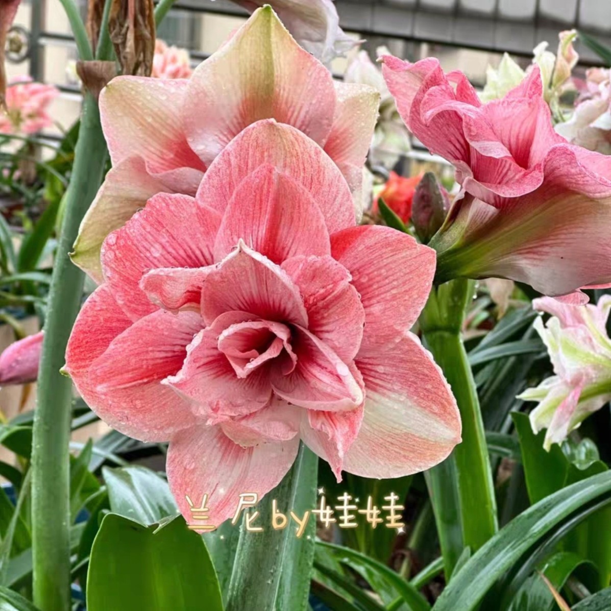 朱顶红-【兰妮】6—7cm 只包对版，不包后期养护