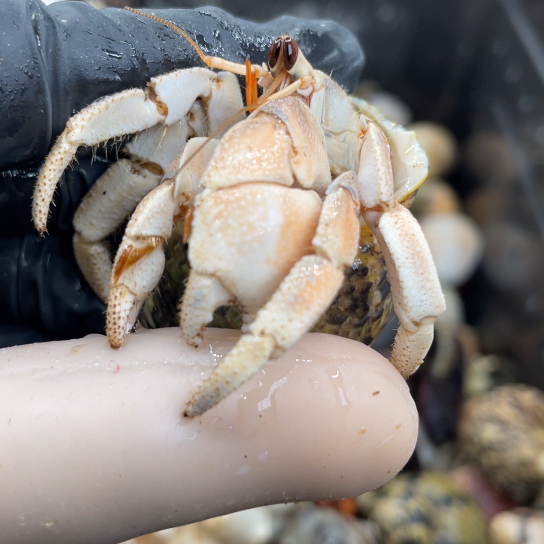 不退不换活体宠物77